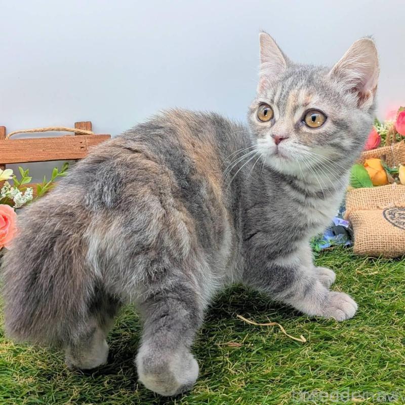 販売中の大阪府のスコティッシュフォールド-135430の6枚目