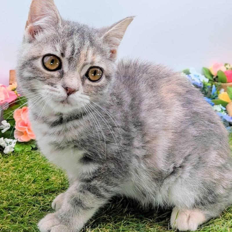 販売中の大阪府のスコティッシュフォールド-135430の5枚目