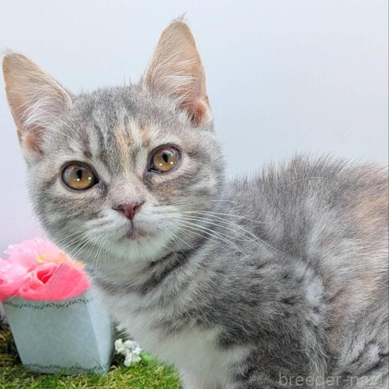 販売中の大阪府のスコティッシュフォールド-135430の2枚目