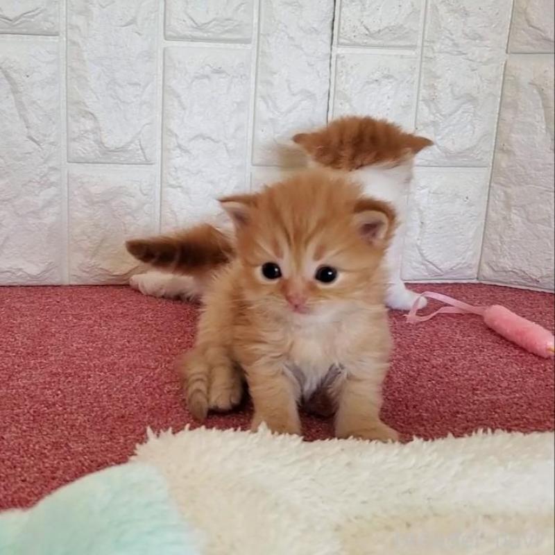 販売中の大阪府のミヌエット-135428の6枚目