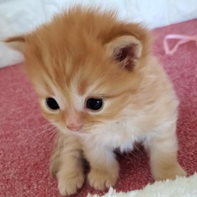 販売中の大阪府のミヌエット-135428の5枚目