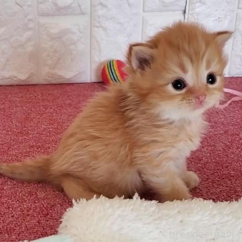 販売中の大阪府のミヌエット-135428