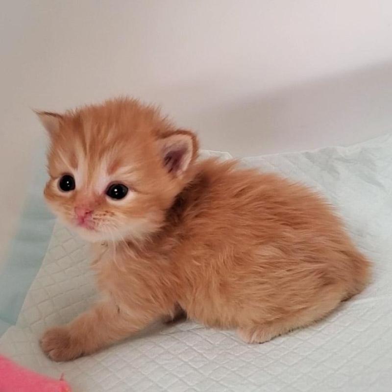 販売中の大阪府のミヌエット-135428の4枚目