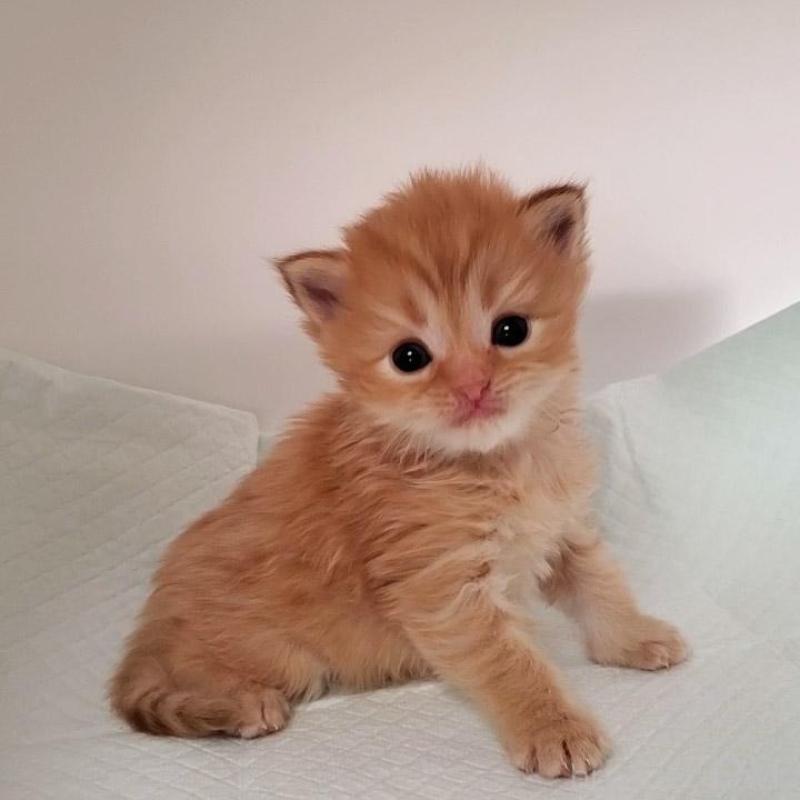 販売中の大阪府のミヌエット-135428の3枚目