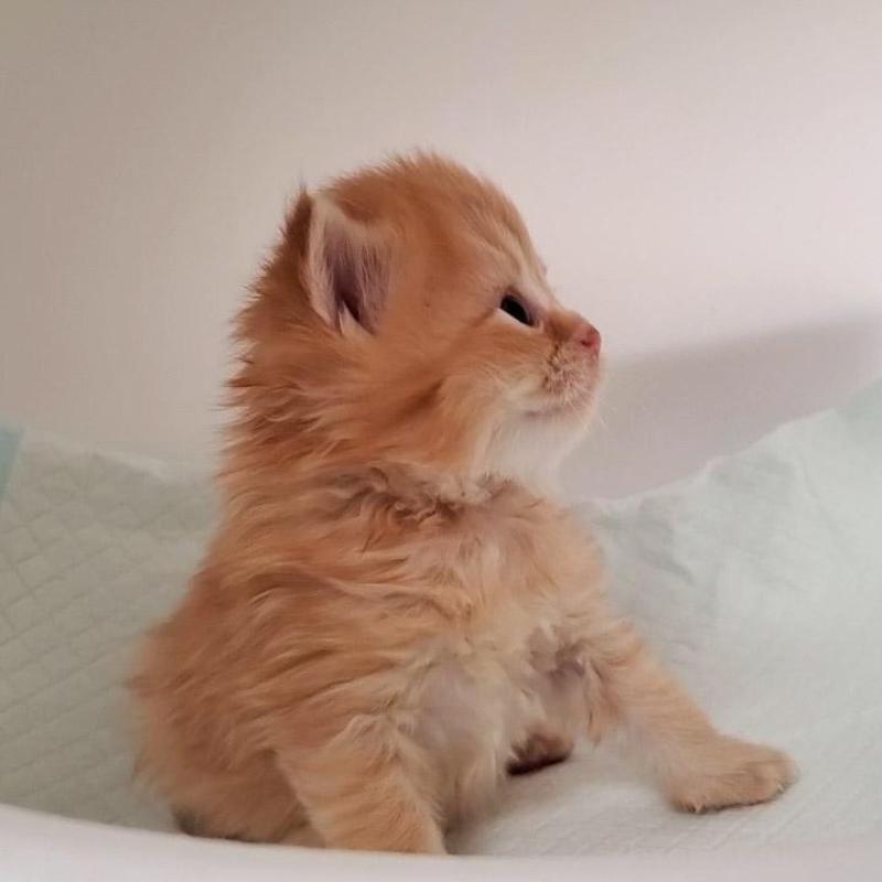 販売中の大阪府のミヌエット-135428の2枚目