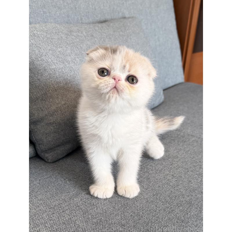 成約済の兵庫県のフォールデックス-134774の6枚目