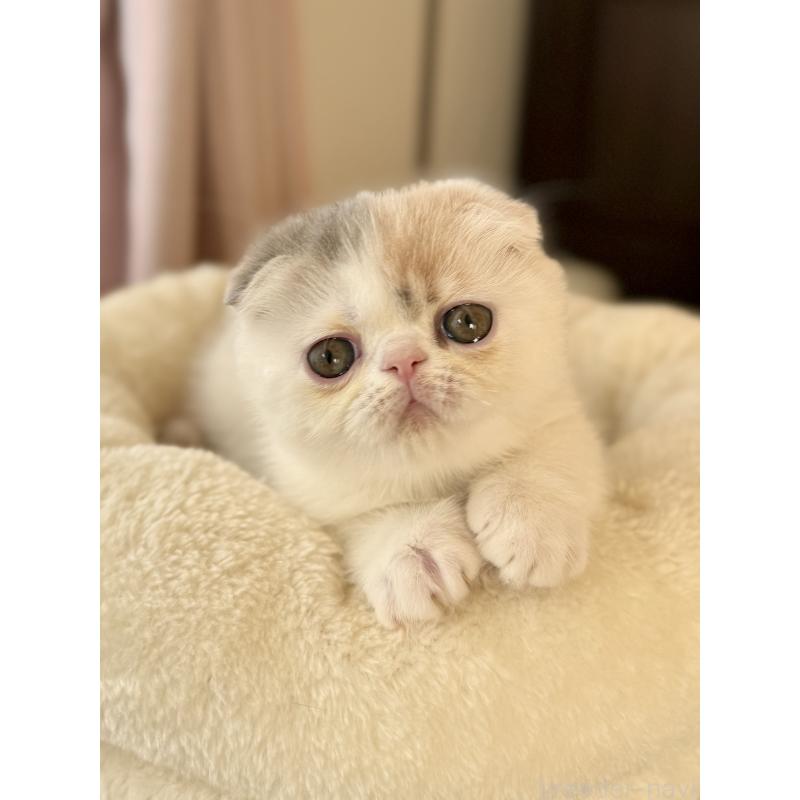 成約済の兵庫県のフォールデックス-134774の5枚目