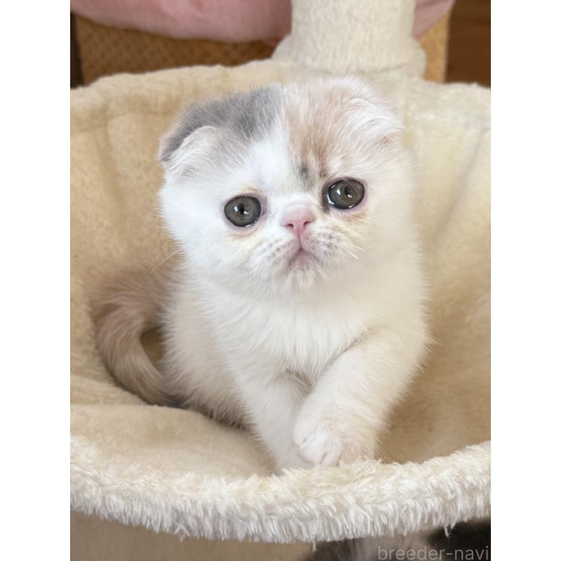 成約済の兵庫県のフォールデックス-134774の3枚目