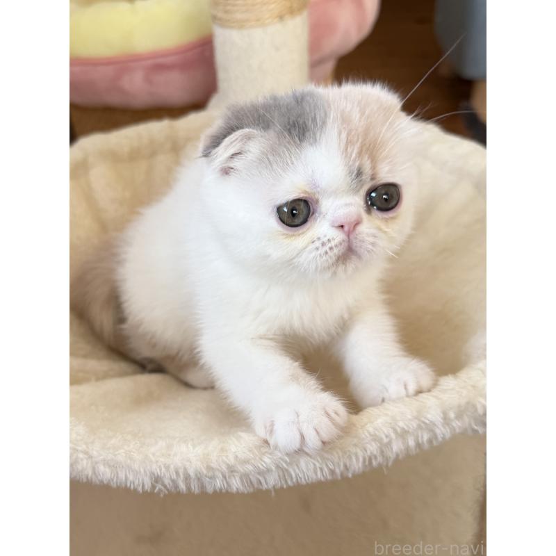 成約済の兵庫県のフォールデックス-134774の2枚目