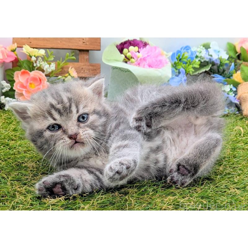 販売中の大阪府のスコティッシュフォールド-135433の15枚目