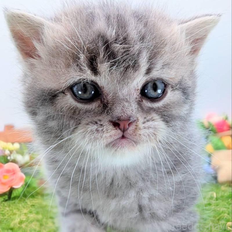 販売中の大阪府のスコティッシュフォールド-135433の14枚目