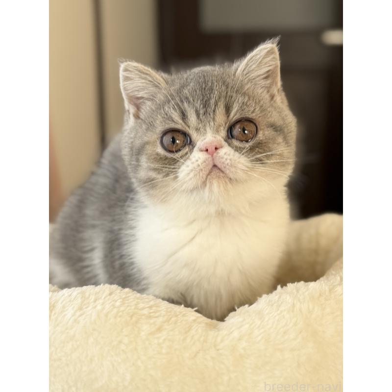 販売中の兵庫県のエキゾチックショートヘア-134770の6枚目