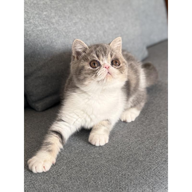 販売中の兵庫県のエキゾチックショートヘア-134770の5枚目