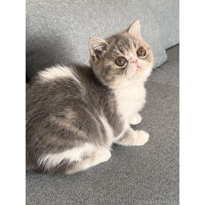 販売中の兵庫県のエキゾチックショートヘア-134770の4枚目