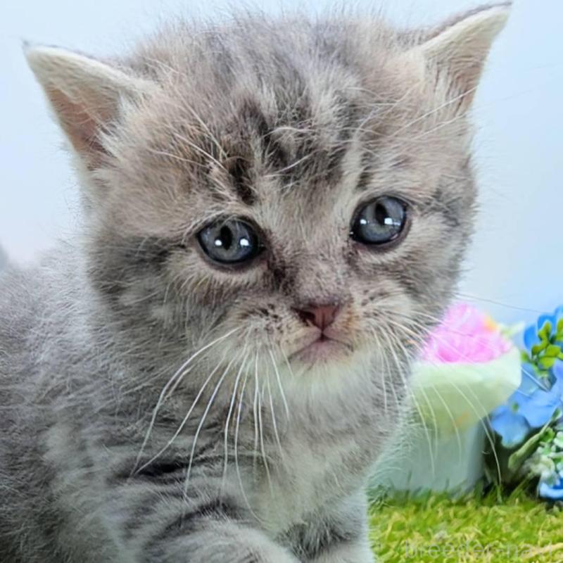 販売中の大阪府のスコティッシュフォールド-135433