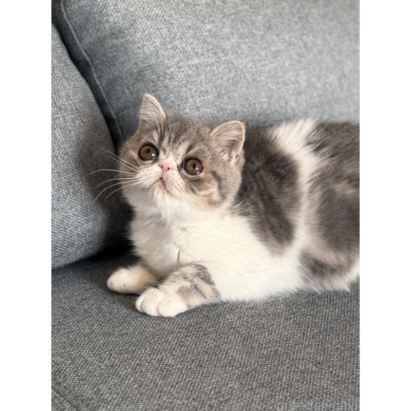 販売中の兵庫県のエキゾチックショートヘア-134770の3枚目