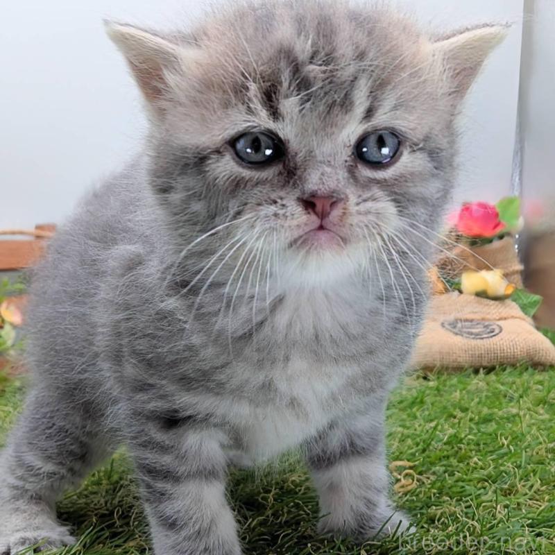 販売中の大阪府のスコティッシュフォールド-135433の13枚目