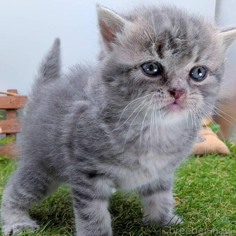 販売中の大阪府のスコティッシュフォールド-135433の12枚目