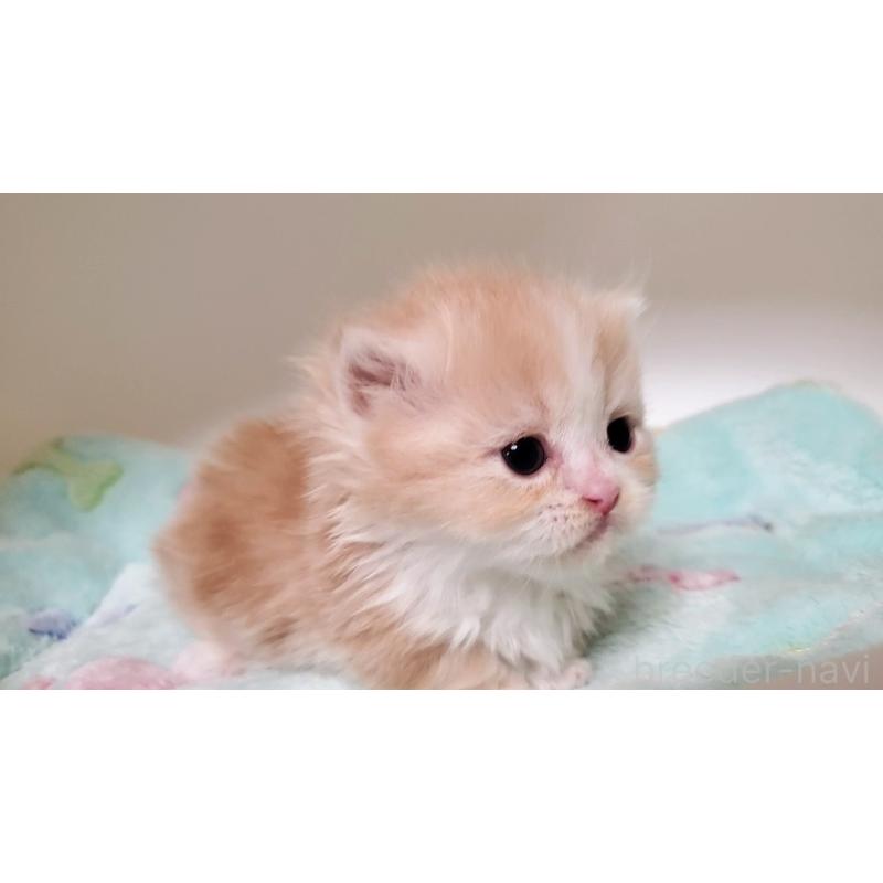 販売中の大阪府のミヌエット(短足)-135432の8枚目