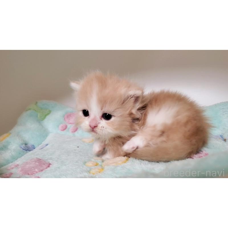 販売中の大阪府のミヌエット(短足)-135432の7枚目