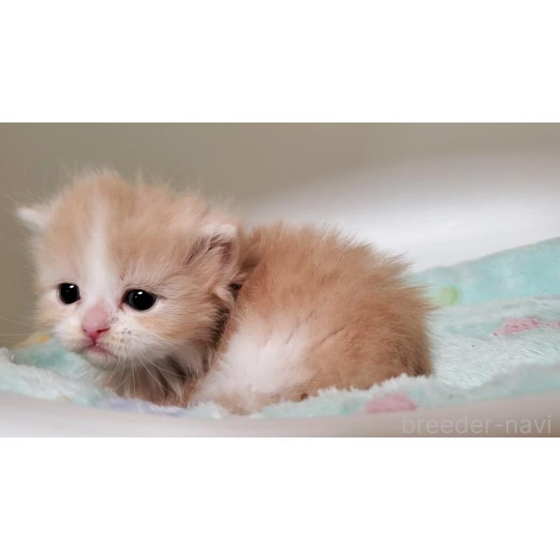 販売中の大阪府のミヌエット(短足)-135432の6枚目