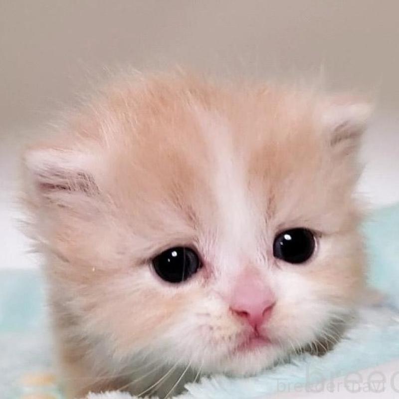 販売中の大阪府のミヌエット(短足)-135432の5枚目