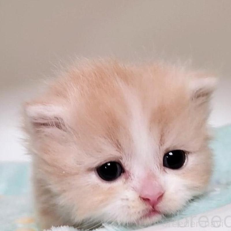 販売中の大阪府のミヌエット(短足)-135432の4枚目