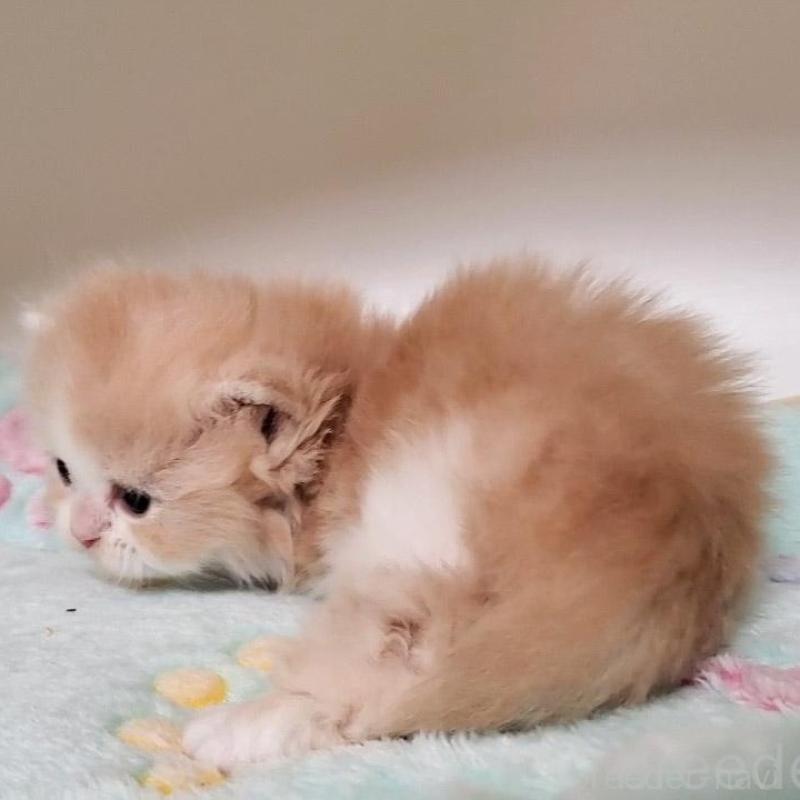 販売中の大阪府のミヌエット(短足)-135432の3枚目