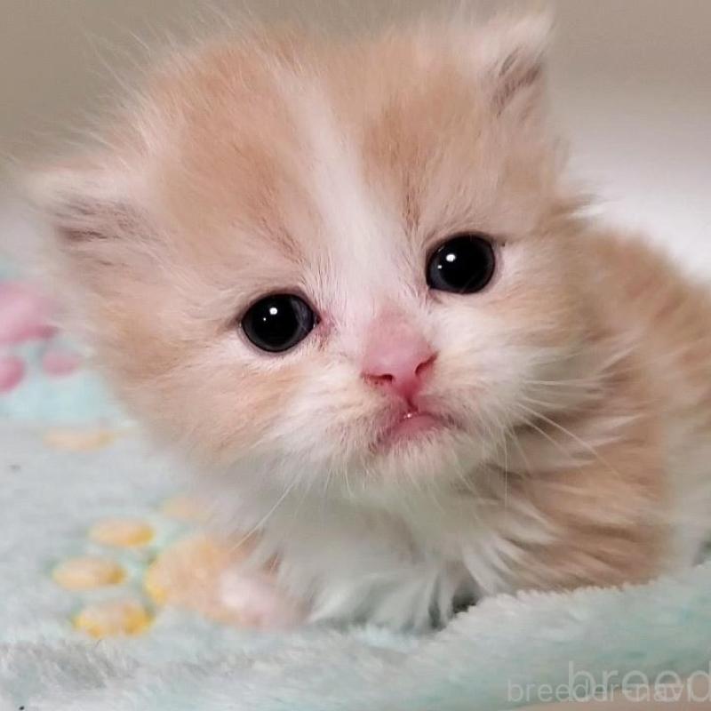 販売中の大阪府のミヌエット(短足)-135432