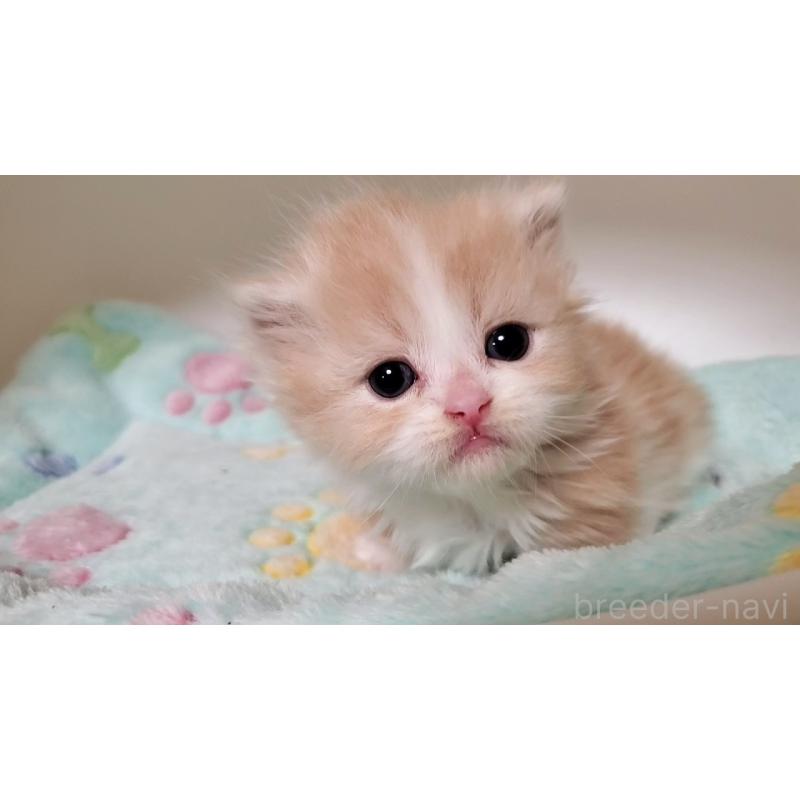 販売中の大阪府のミヌエット(短足)-135432の2枚目