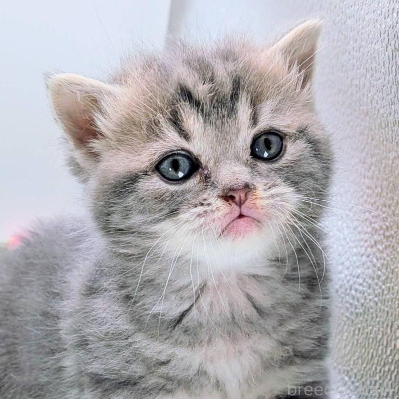 販売中の大阪府のスコティッシュフォールド-135433の10枚目