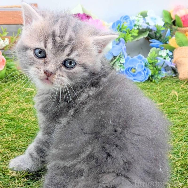 販売中の大阪府のスコティッシュフォールド-135433の9枚目