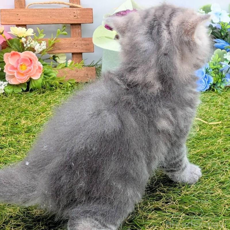 販売中の大阪府のスコティッシュフォールド-135433の8枚目