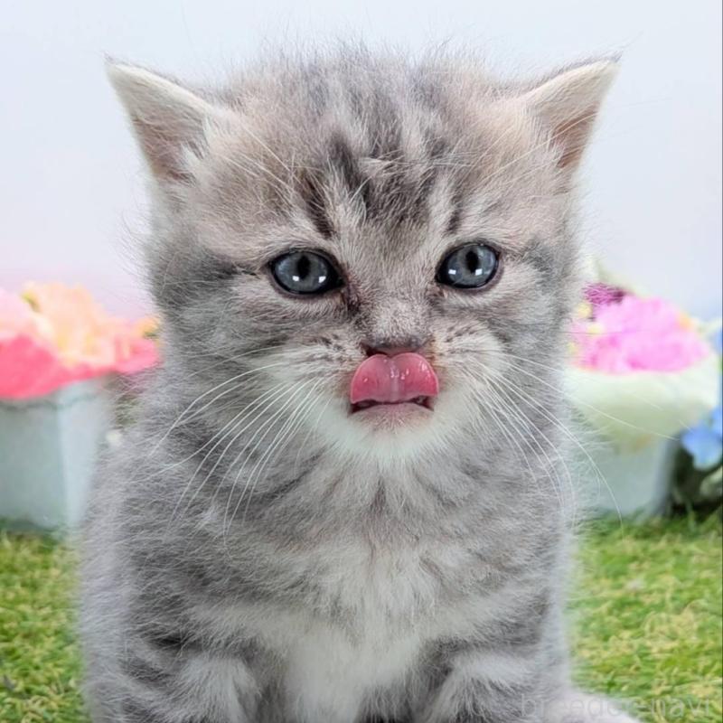 販売中の大阪府のスコティッシュフォールド-135433の7枚目