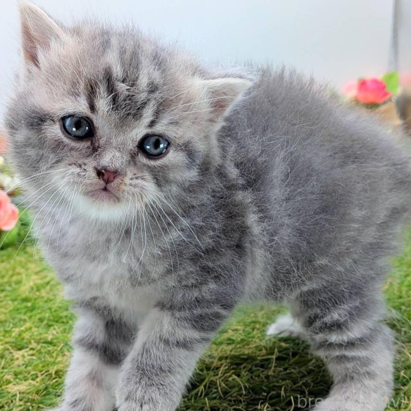 販売中の大阪府のスコティッシュフォールド-135433の6枚目