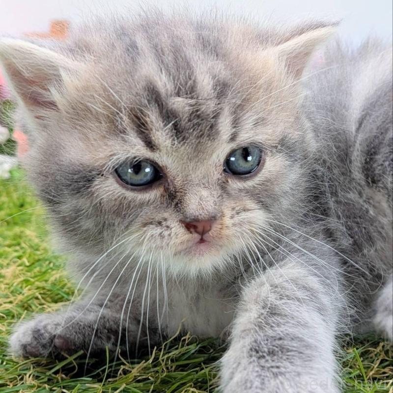 販売中の大阪府のスコティッシュフォールド-135433の5枚目