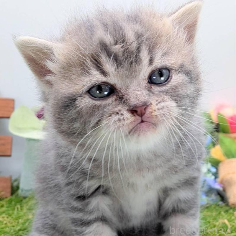 販売中の大阪府のスコティッシュフォールド-135433の4枚目