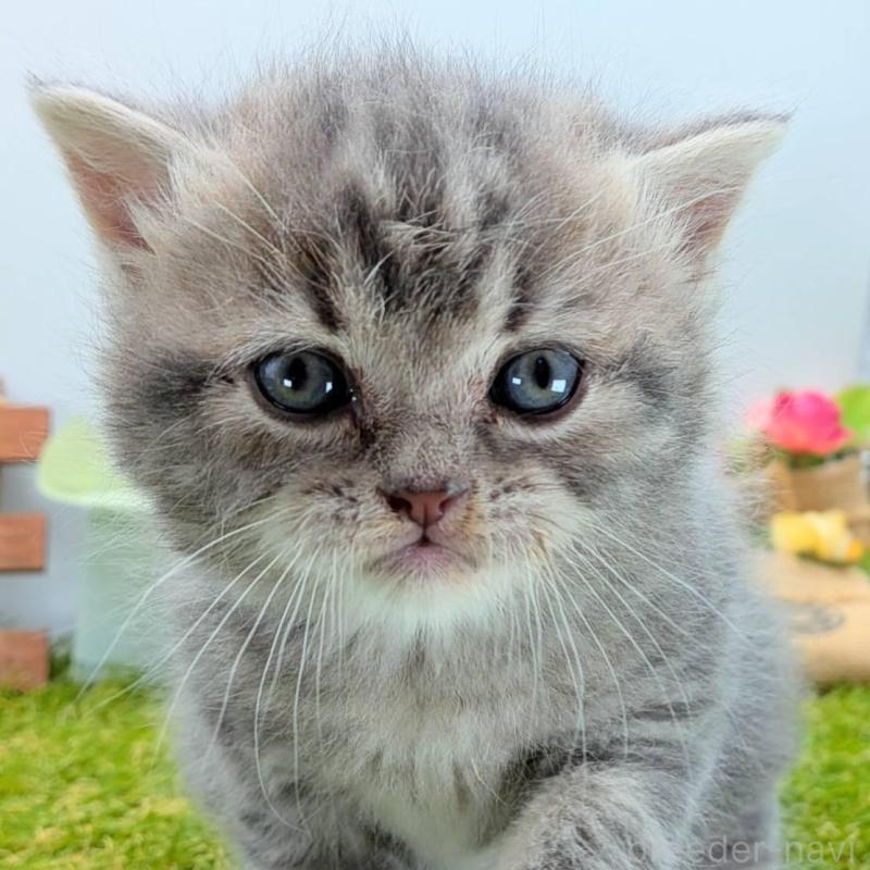 販売中の大阪府のスコティッシュフォールド-135433の3枚目