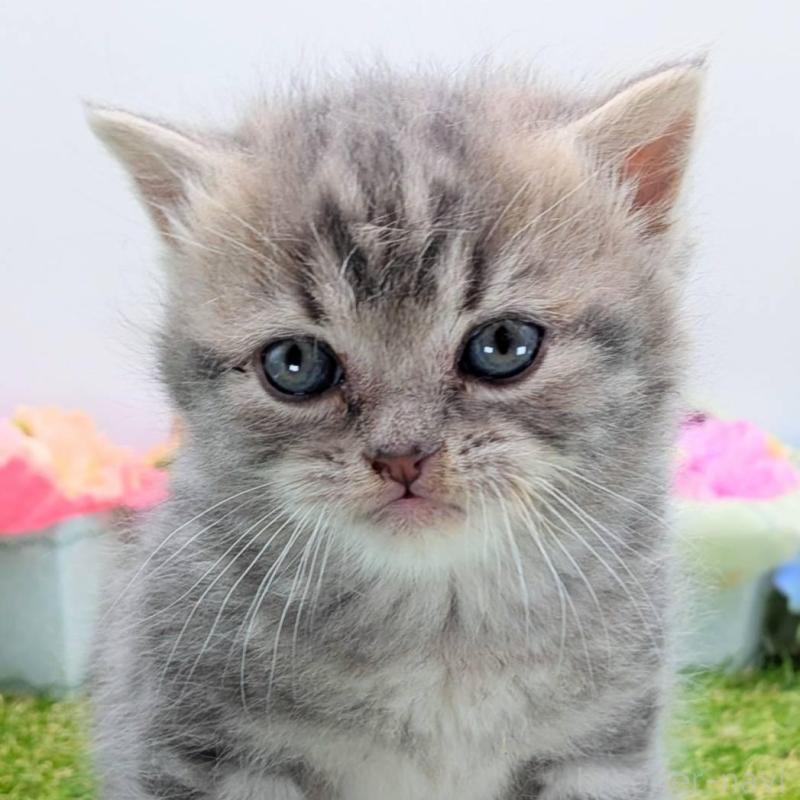 販売中の大阪府のスコティッシュフォールド-135433の2枚目