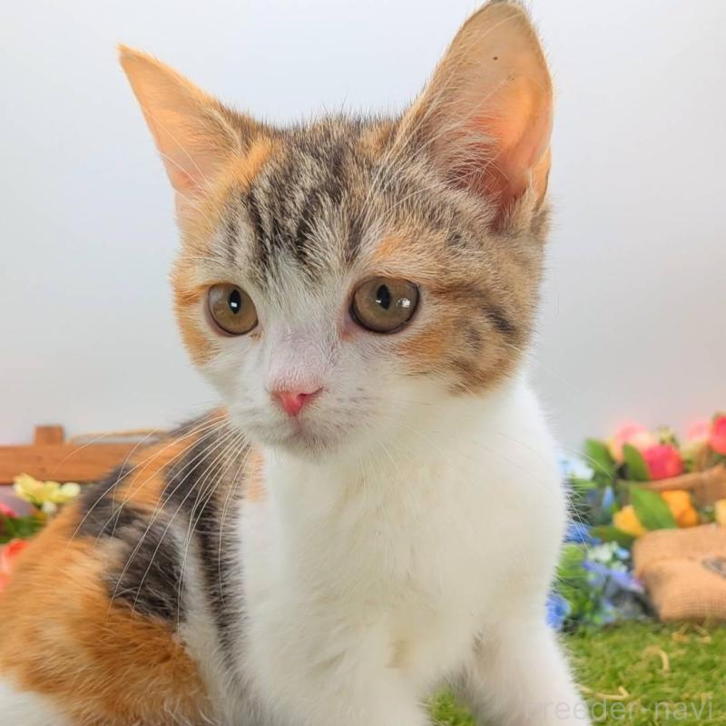 販売中の大阪府のスコティッシュフォールド-135434の8枚目