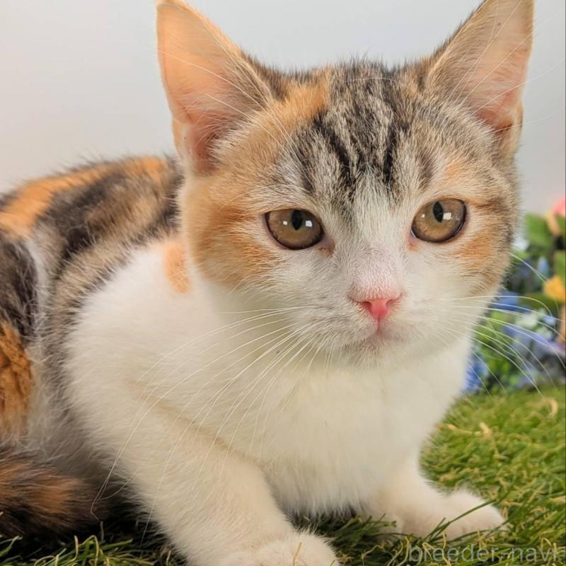 販売中の大阪府のスコティッシュフォールド-135434の7枚目