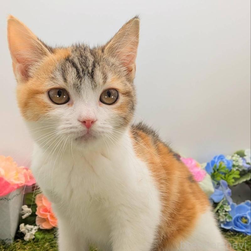 販売中の大阪府のスコティッシュフォールド-135434の5枚目