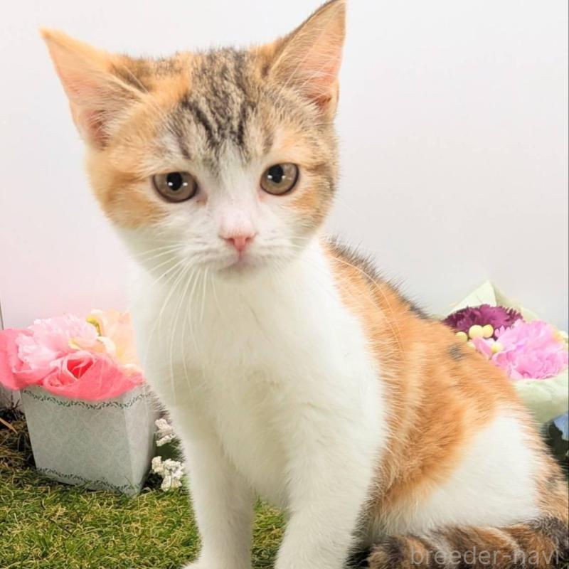 販売中の大阪府のスコティッシュフォールド-135434の4枚目