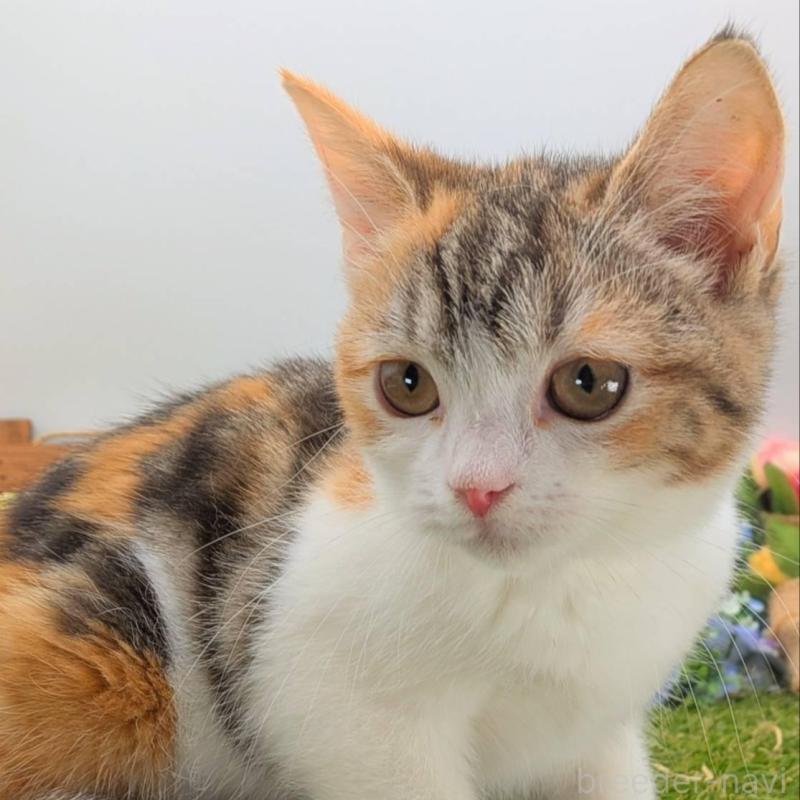 販売中の大阪府のスコティッシュフォールド-135434の2枚目