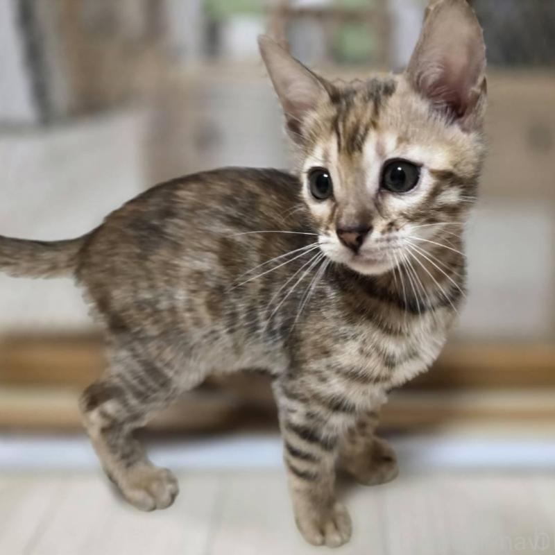 販売中の神奈川県のベンガル-133401の2枚目