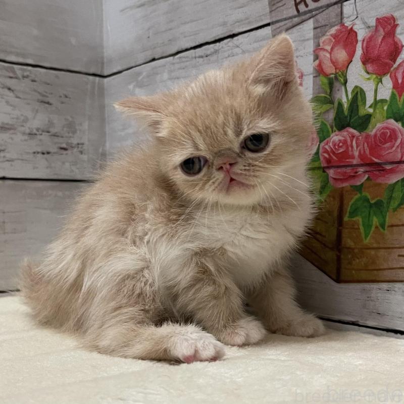 販売中の山梨県のエキゾチックショートヘア-135435の10枚目