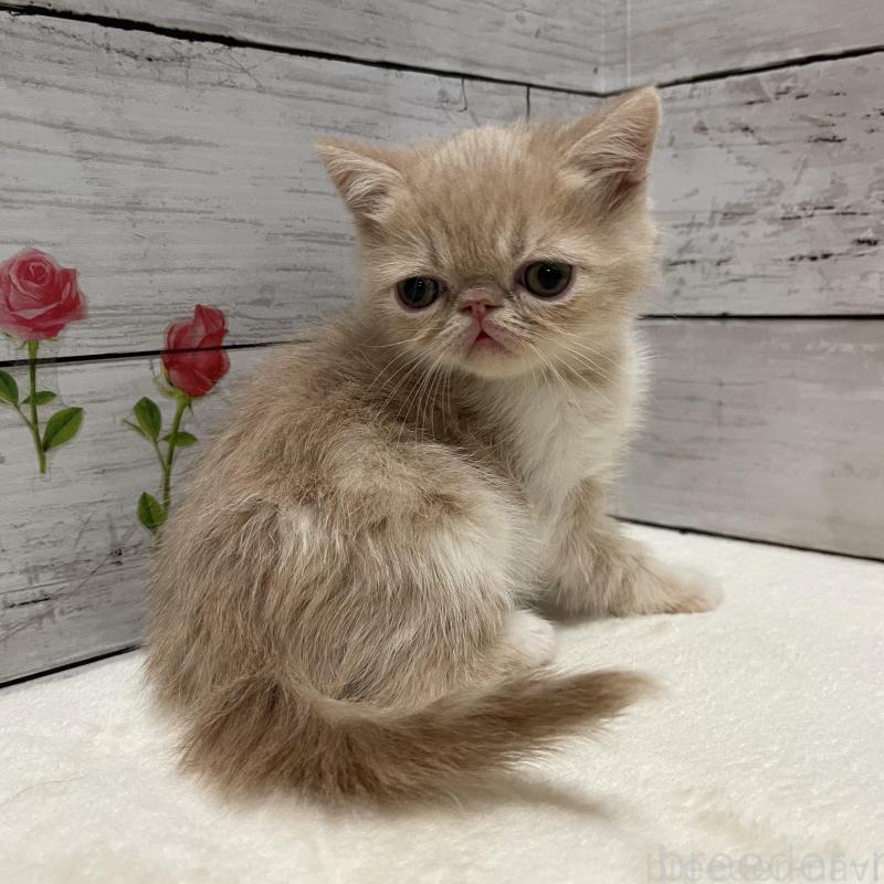 販売中ののエキゾチックショートヘア-135435