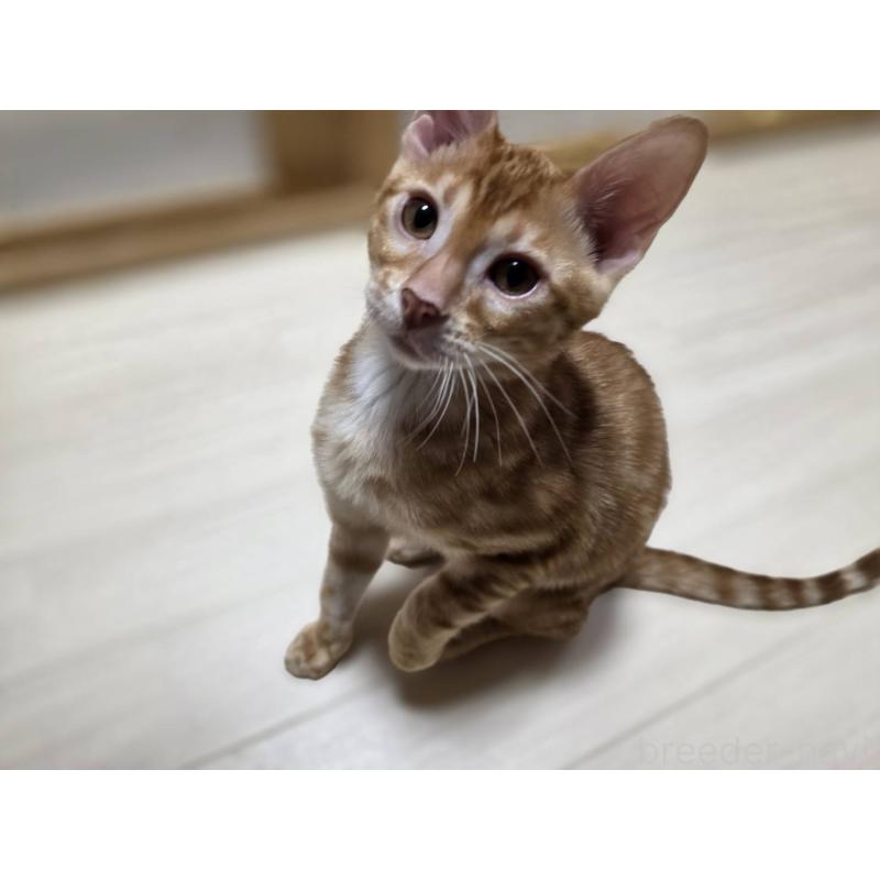 成約済の神奈川県のベンガル-129174の6枚目