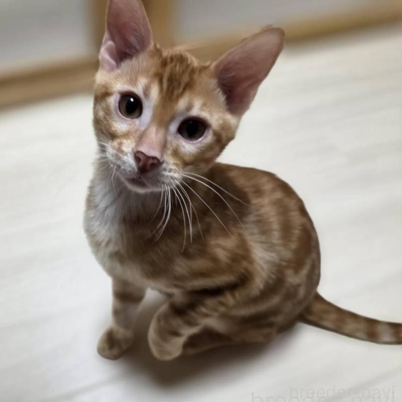 成約済の神奈川県のベンガル-129174の5枚目