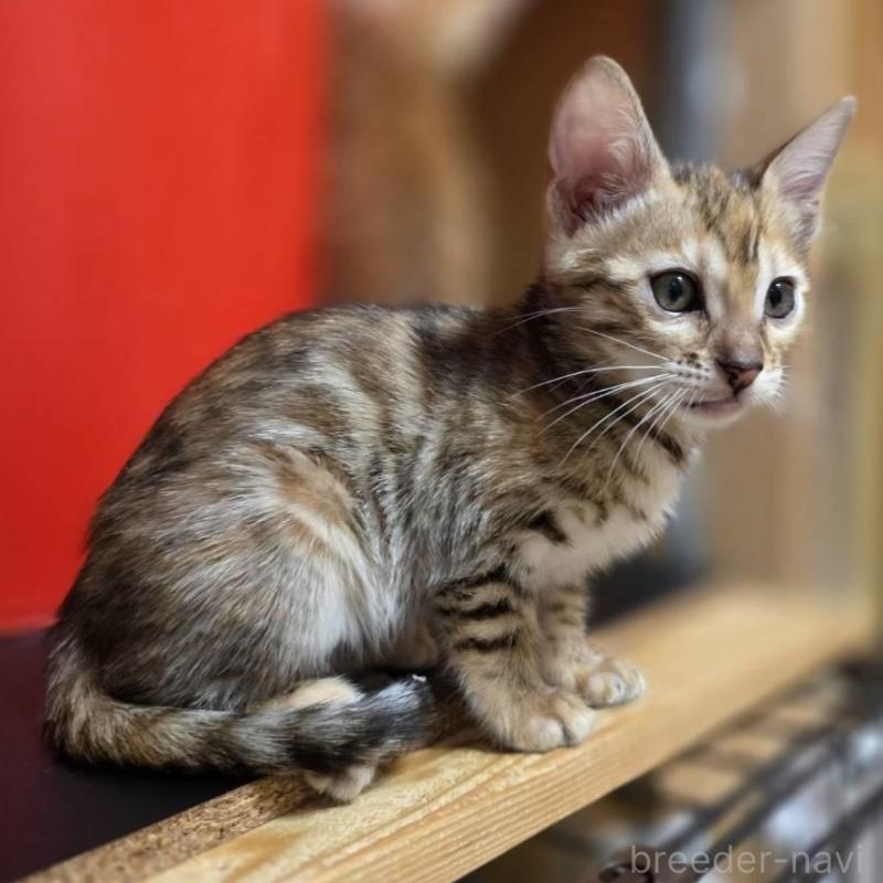 販売中の神奈川県のベンガル-133401の1枚目